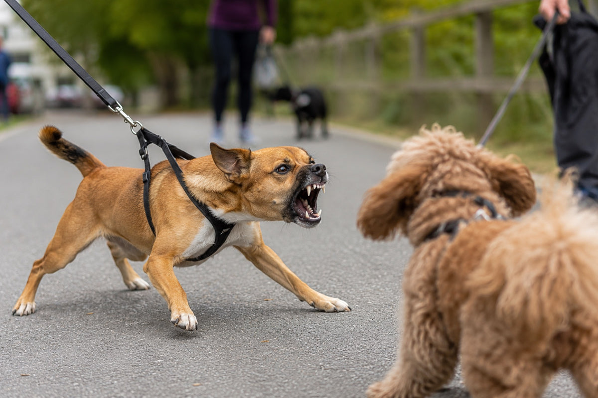 How This Dog Mom Finally Helped Her Reactive Dog Settle — After Spending Thousands on Training