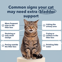 Common signs your cat may need extra bladder support