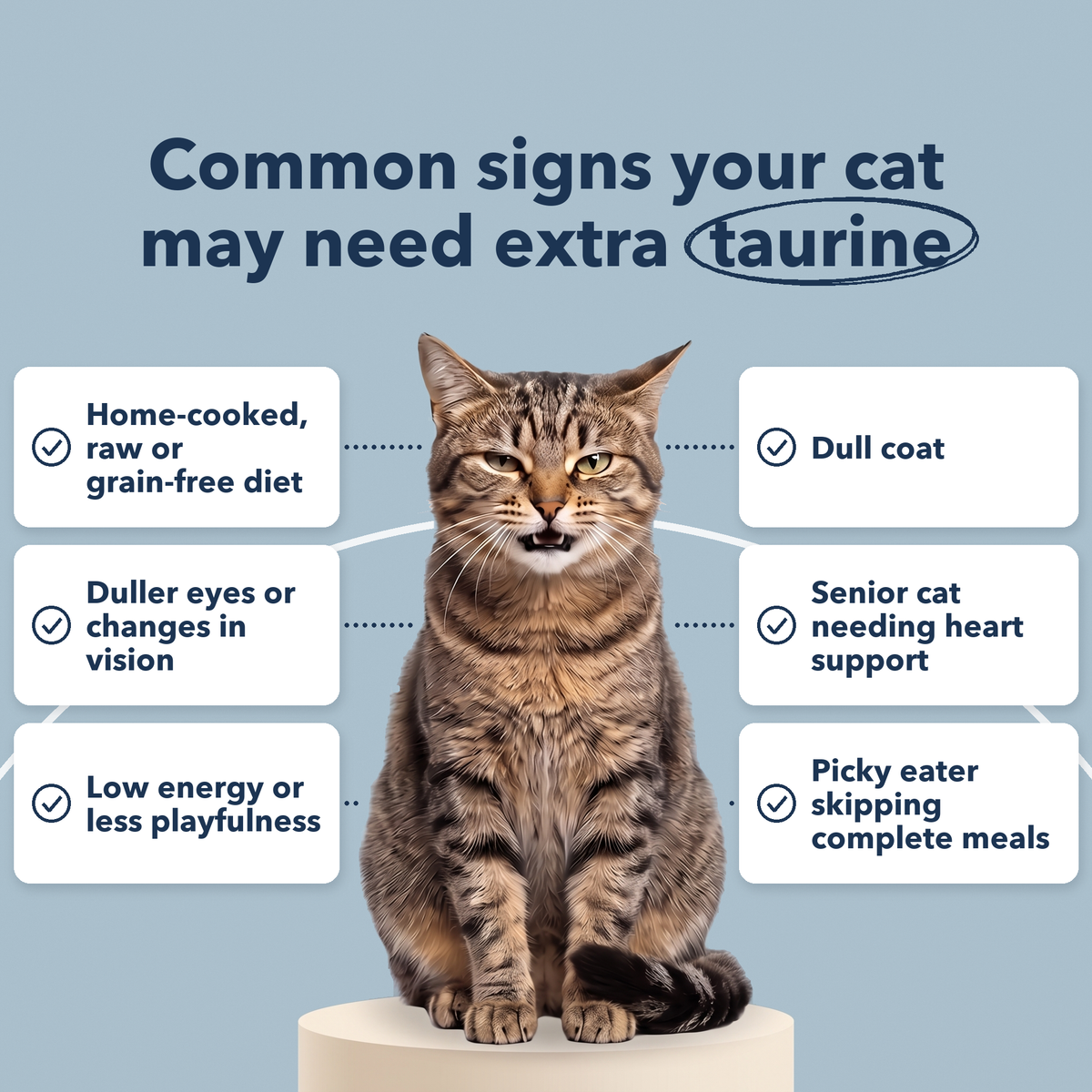 Common signs your cat may need extra taurine